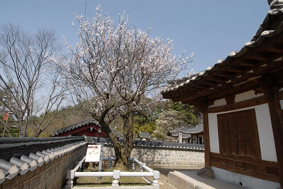 강릉 오죽헌 율곡매