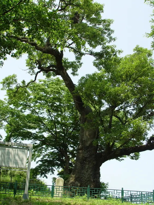 울진 수산리 굴참나무 장소 사진