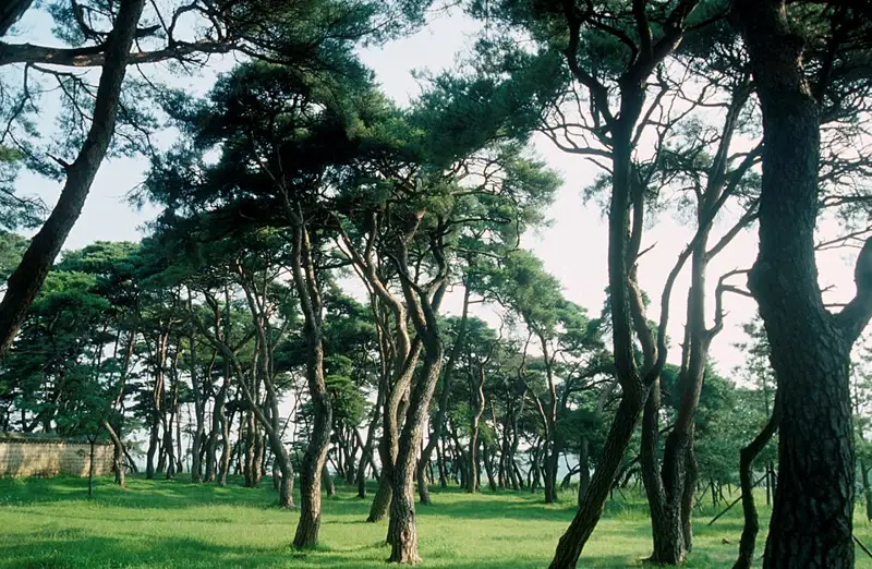 경주 나정