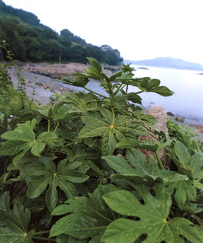 통영 비진도 팔손이나무 자생지 장소 사진