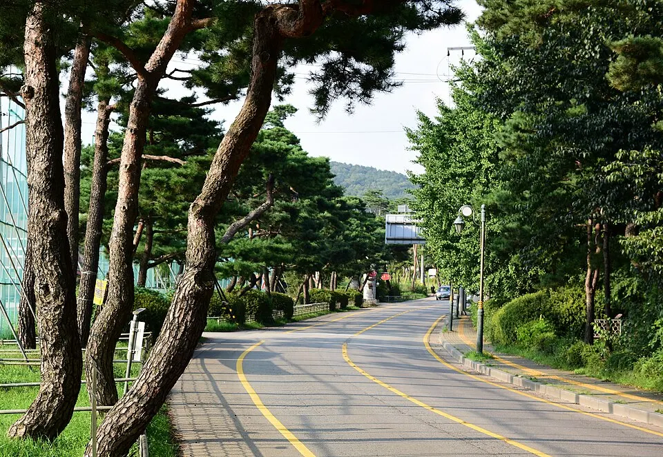 노송지대 장소 사진