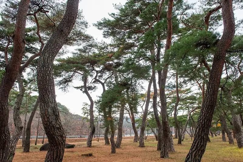 안동 백운정 및 개호송 숲 일원 장소 사진