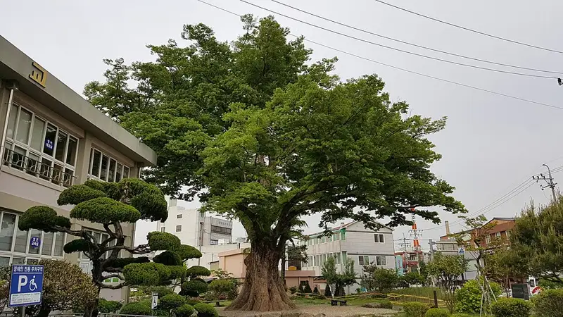 함양 학사루 느티나무 장소 사진