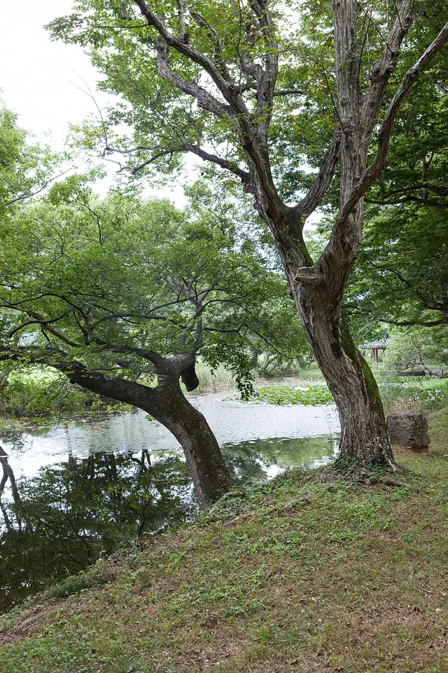 고성 장산숲 장소 사진