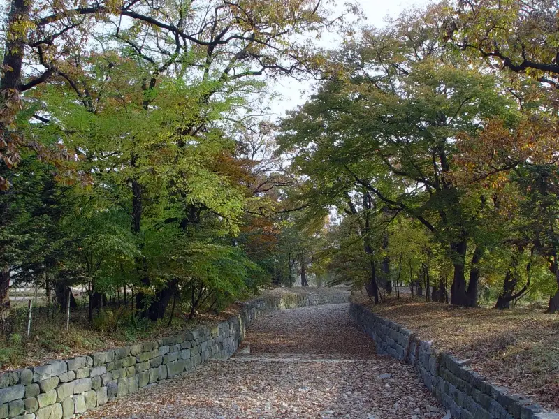 의성 사촌리 가로숲 장소 사진