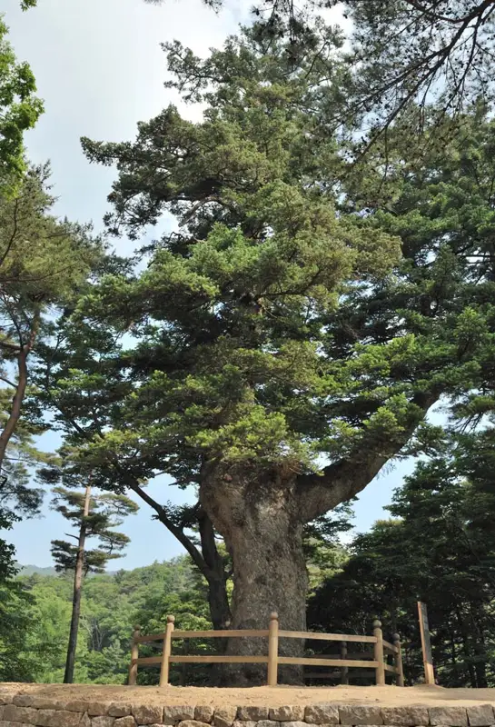 합천 해인사 학사대 전나무 장소 사진
