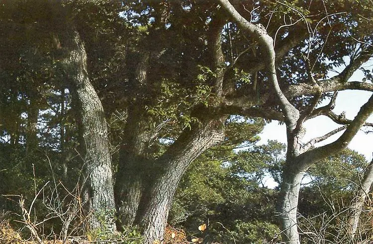 통영 욕지도 모밀잣밤나무 숲 장소 사진