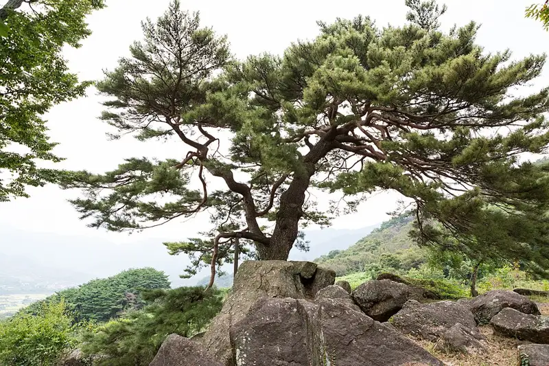 하동 축지리 문암송 장소 사진